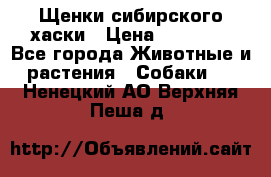Щенки сибирского хаски › Цена ­ 12 000 - Все города Животные и растения » Собаки   . Ненецкий АО,Верхняя Пеша д.